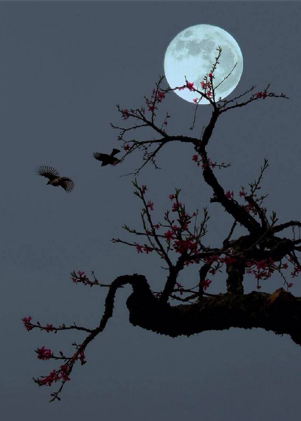 月亮还是那个月亮，诗还是那些诗，当诗、月、画搭配起来就更美了