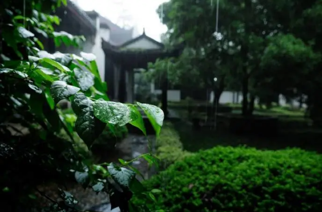 知否，知否？应是绿肥红瘦！