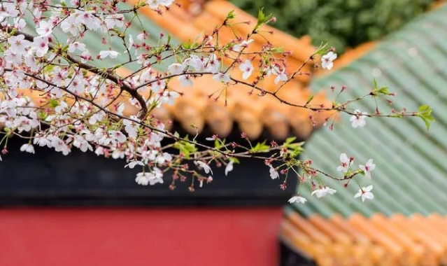 他让他头顶绿帽，还让他生日变忌日？