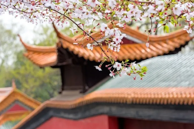 他让他头顶绿帽，还让他生日变忌日？