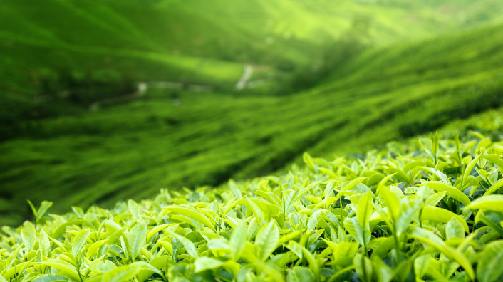 专业的茶艺师是怎样的？需要掌握哪些技能？